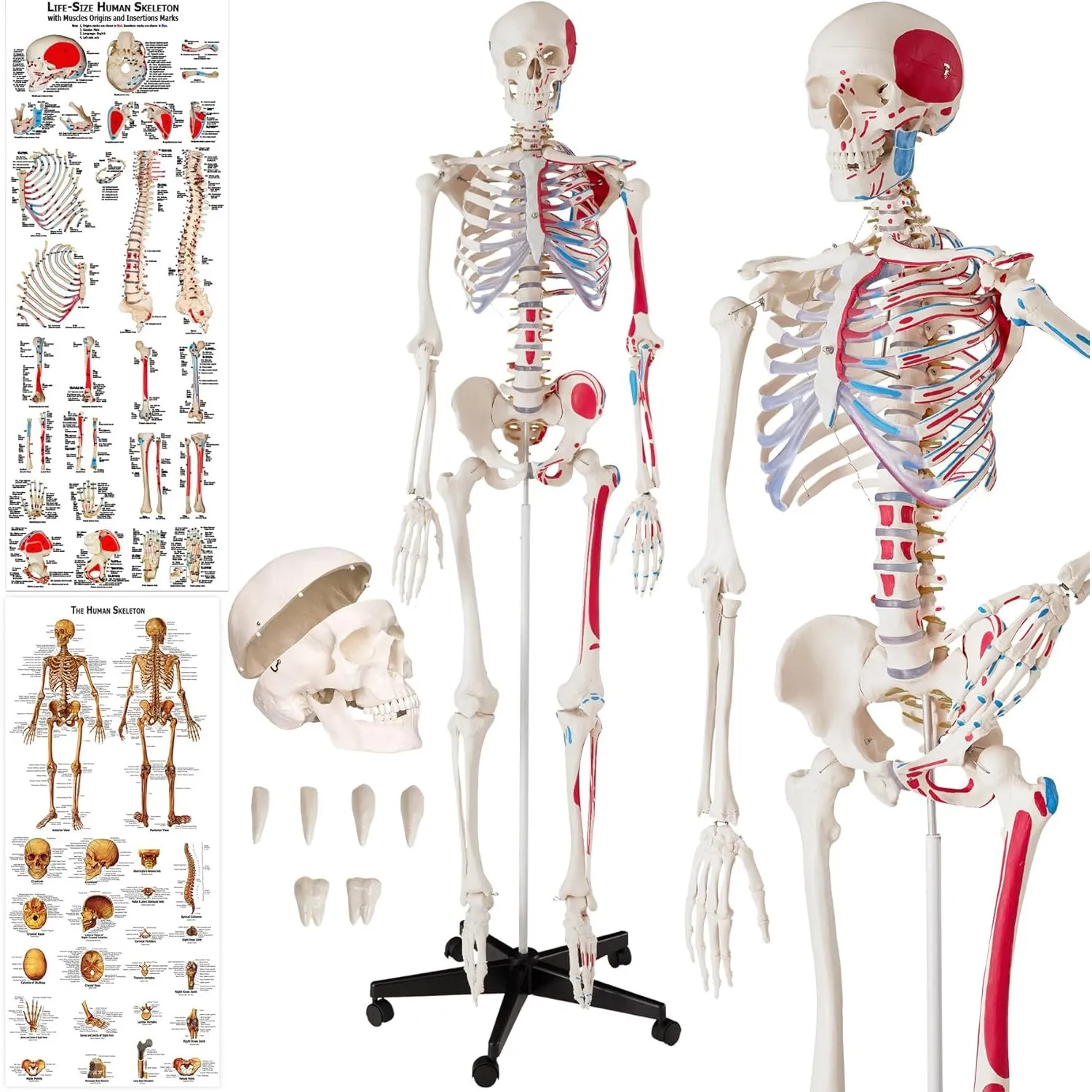tectake® Anatomie Human Skelett lebensgroß, mit Stand Fuß auf Rollen, Skelettmodell mit Muskelbemalung, Torso, Teil Ner…