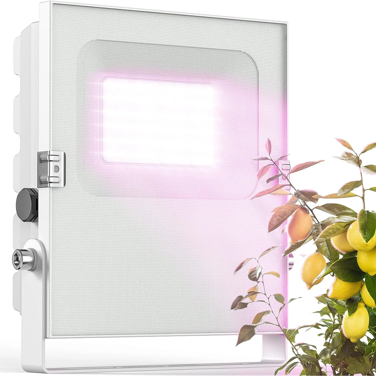 Meine Orangerie - LED Pflanzenlampe zur Überwinterung von mediterranen Pflanzen - Entwickelt mit den Zitruspflanzen-Pro…
