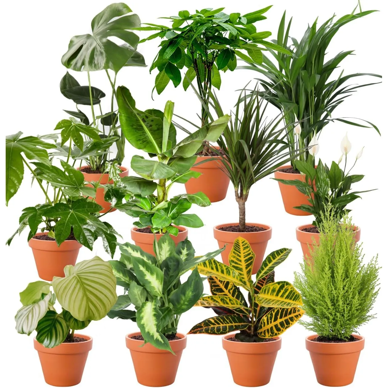 Pflanzenüberraschung | 7er-Set | ca. 30-70 cm | Ø 12-15 cm Topf | Zimmerpflanzen für Wohnung und Büro | Qualität vom Pf…