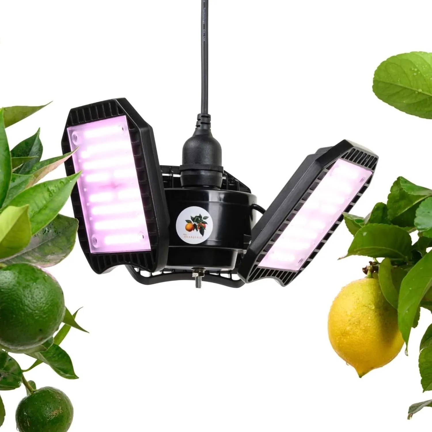 Meine Orangerie - LED-Pflanzenlampe FLEX [100W] - Vollspektrum LED Pflanzenleuchte zur Überwinterung von mediterranen P…
